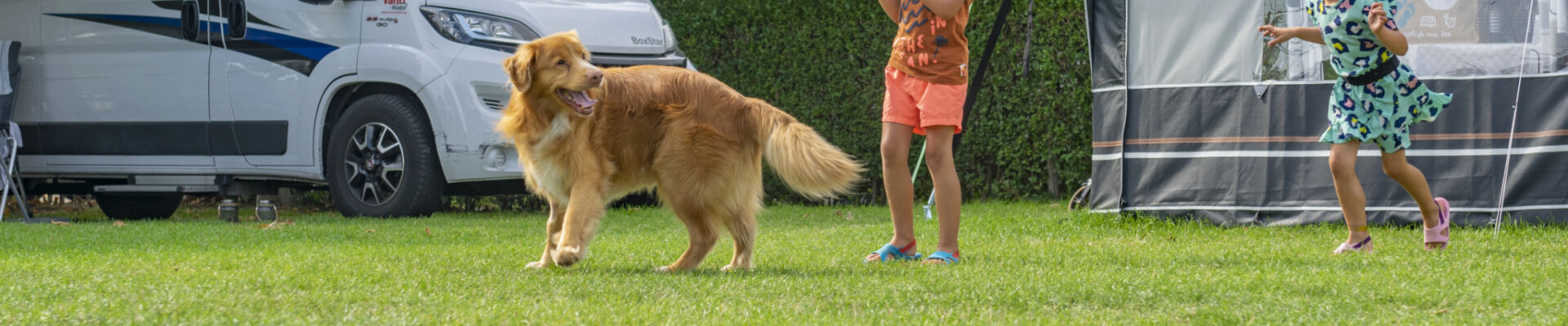 Op Camping de Meulinge zijn honden welkom. Kinderen spelen met de bal en de hond