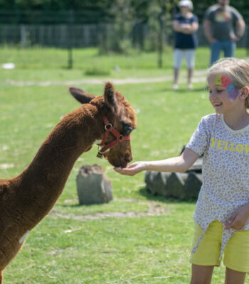 Camping de Meulinge heeft twee alpacas. Ze wonen natuurlijk in de kinderboerderij